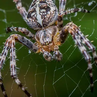 spider-homepage