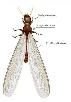 termite-swarmer-vs-flying-ant-e1509045275215
