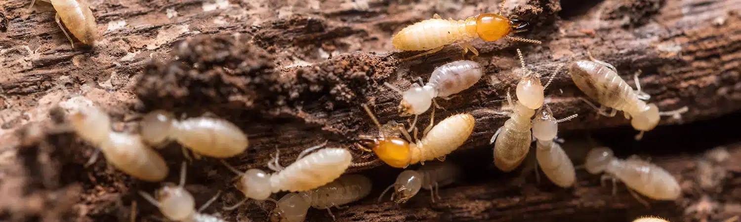 termites-banner